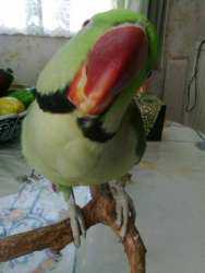Posted Image